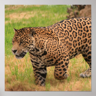 Impressão do poster de Jaguar