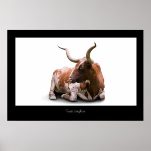 Impressão do poster de Texas Longhorn