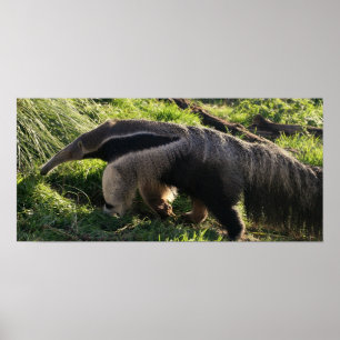 Impressão do poster do Anteater gigante