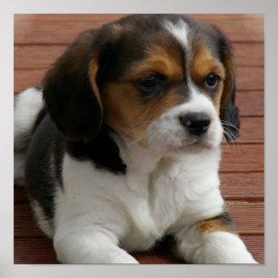 Impressão do poster do cão de filhote de cachorr