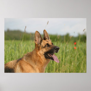 Impressão do poster do cão de german shepherd