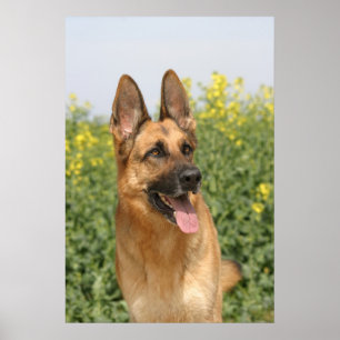 Impressão do poster do cão de german shepherd