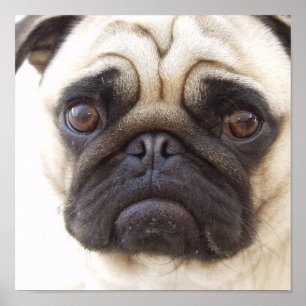 Impressão do poster do cão do Pug