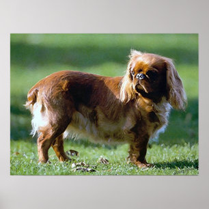 Impressão do poster do cão do Spaniel de brinque
