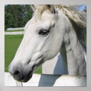 Impressão do poster do cavalo branco