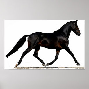 Impressão do poster do cavalo do adestramento de