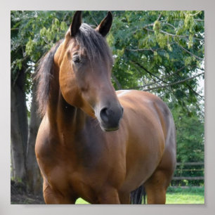 Impressão do poster do cavalo do puro-sangue da