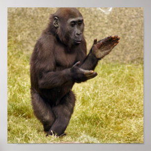 Impressão do poster do chimpanzé