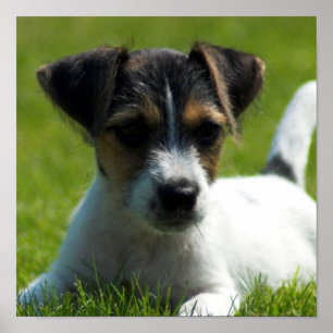 Impressão do poster do filhote de cachorro de Jac