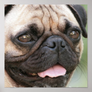 Impressão do poster do filhote de cachorro do Pug