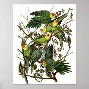Impressão do poster do Parakeet de Audubon