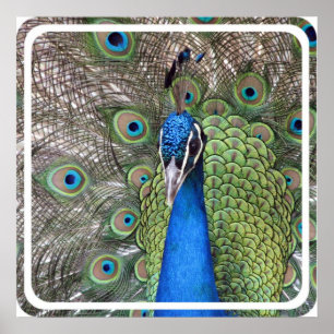 Impressão do poster do pavão