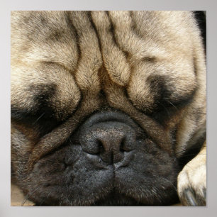 Impressão do poster do Pug do sono