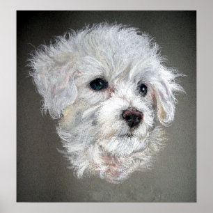 Impressão do poster do retrato do cão de Bichon
