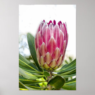 Impressão do poster do rosa do rei Protea