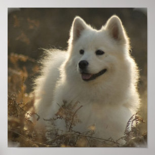 Impressão do poster do Samoyed