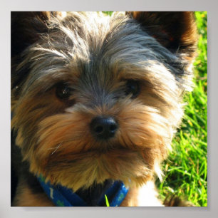 Impressão do poster do yorkshire terrier