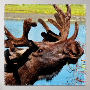 Impressão do poster dos alces