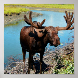 Impressão do poster dos alces de Bull