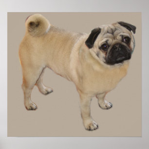Impressão do Pug