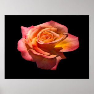 Impressão do rosa de chá de Granada