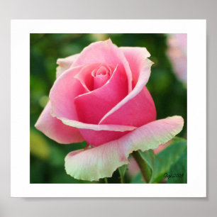 Impressão do rosa do rosa