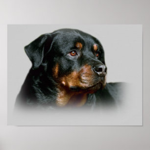 Impressão do Rottweiler