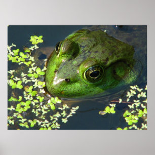 Impressão do sapo