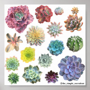 Impressão do Succulent do arco-íris