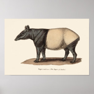 IMPRESSÃO DO TAPIR