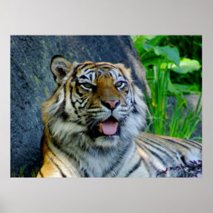 Impressão do tigre de Sumatran