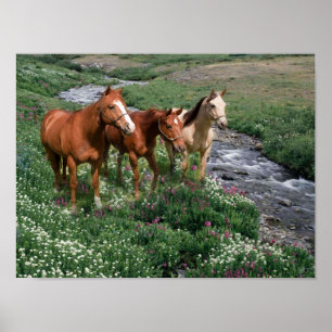 Impressão do trio do cavalo