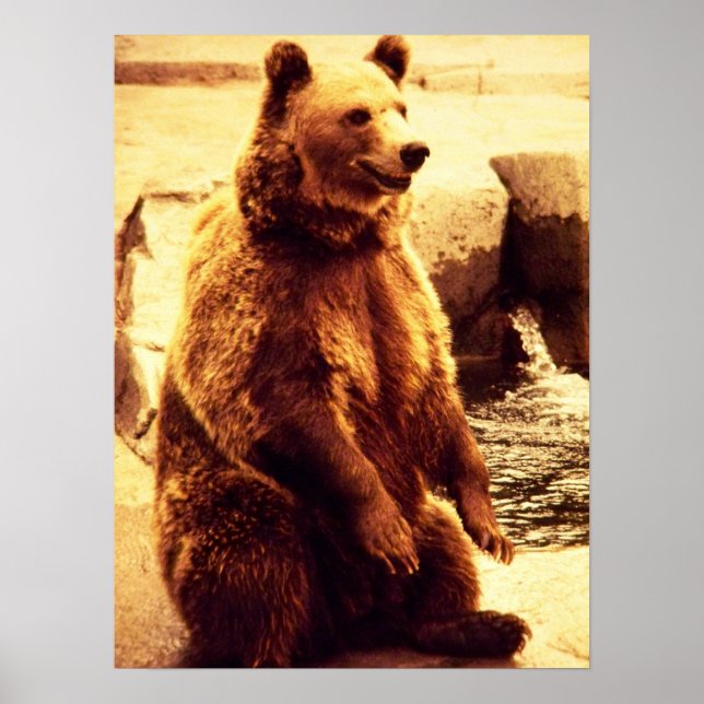 impressão do urso pardo (Frente)