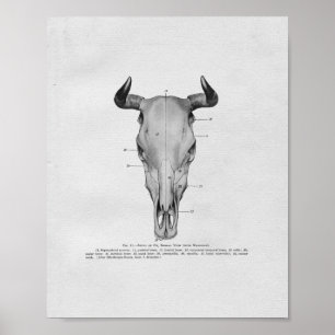 Impressão do vintage da anatomia do crânio da va