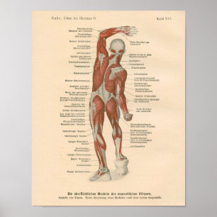 Impressão do vintage da anatomia do músculo no