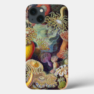 Impressão do vintage de Haeckel Actiniae