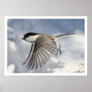 Impressão do vôo do Chickadee