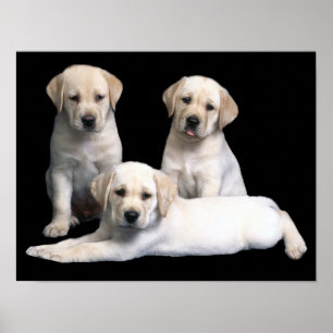 Impressão dos filhotes de cachorro de labrador