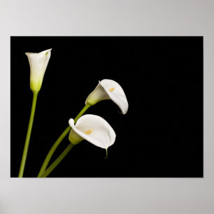 Impressão dos lillies do Calla