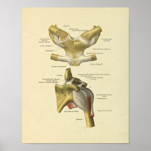 Impressão dos ossos da anatomia da articulação