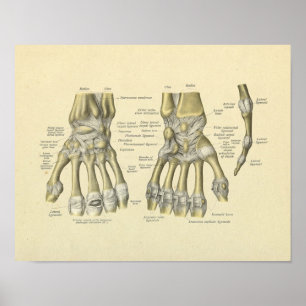 Impressão dos ossos da anatomia dos dedos do puls