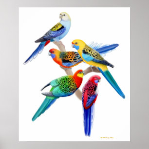 Impressão dos papagaios de Rosella do australiano