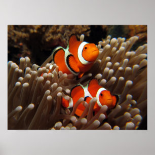 Impressão dos peixes do palhaço de Nemo