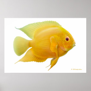 Impressão Dourado da cichlidae de Severum do lim
