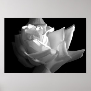 Impressão dramático do rosa