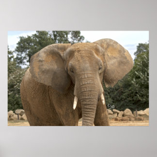 Impressão Dumbo