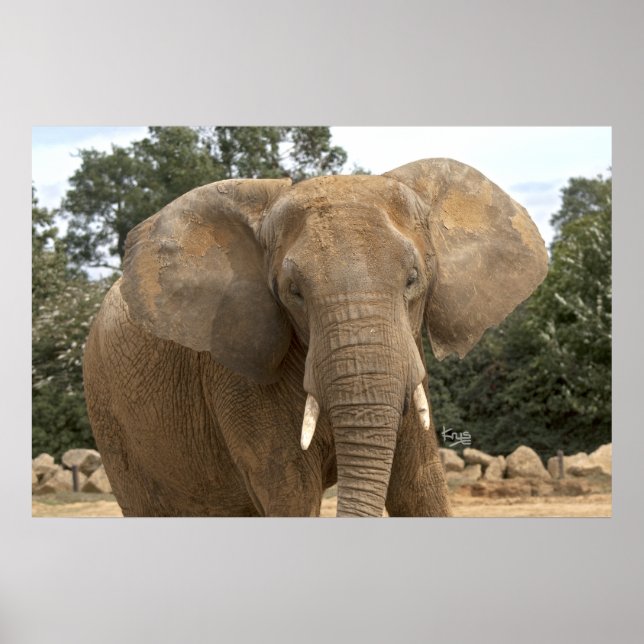 Impressão Dumbo (Frente)
