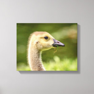 Impressão Em Tela 14x11 Ganso Canadiano (Gosling)