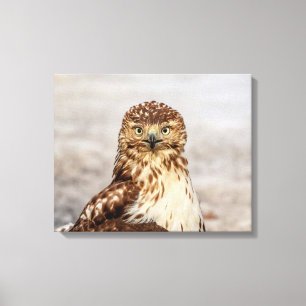 Impressão Em Tela 20x16 Hawk imaturo de pele vermelha no chão