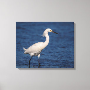 Impressão Em Tela 20x16 Snowy Egret em North Beach